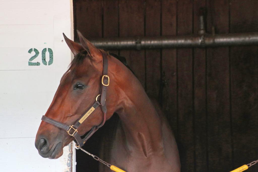 Calmly relaxing in her stall. (Julie June Stewart photo)